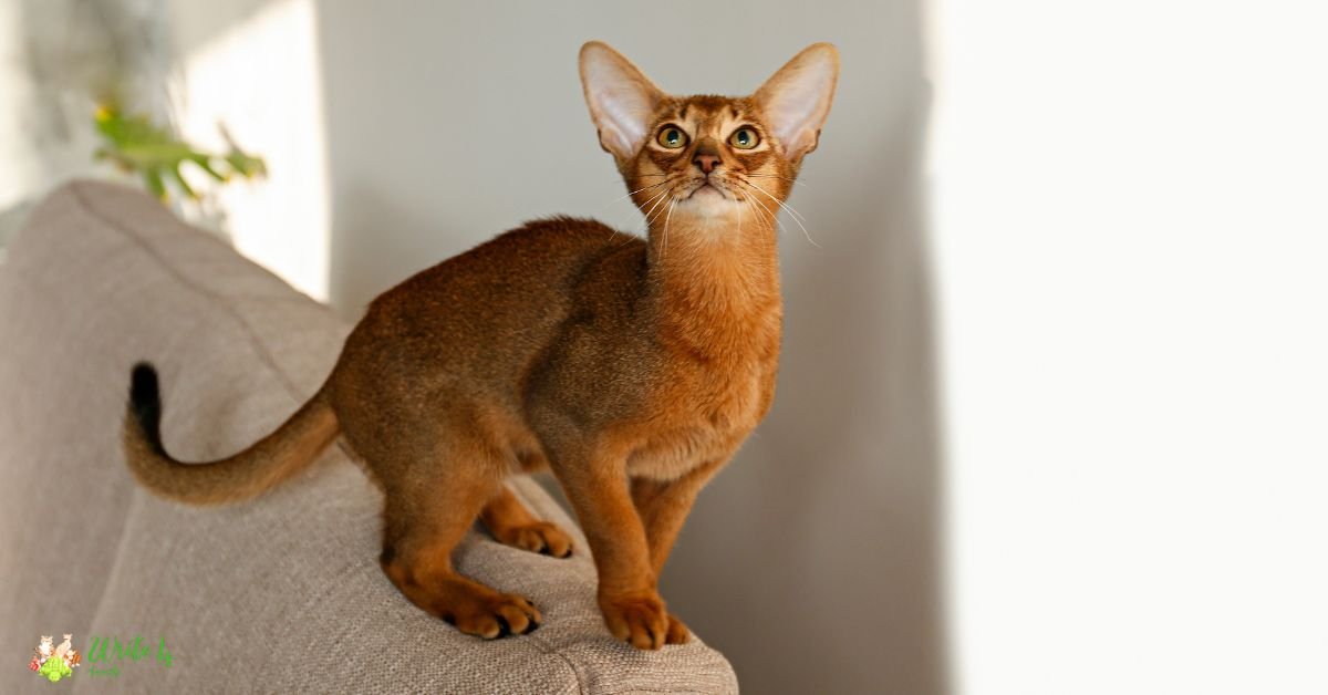 Abyssinian - Fastest Cat Breed In The World
