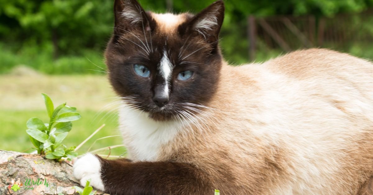 Siamese - Fastest Cat Breed In The World