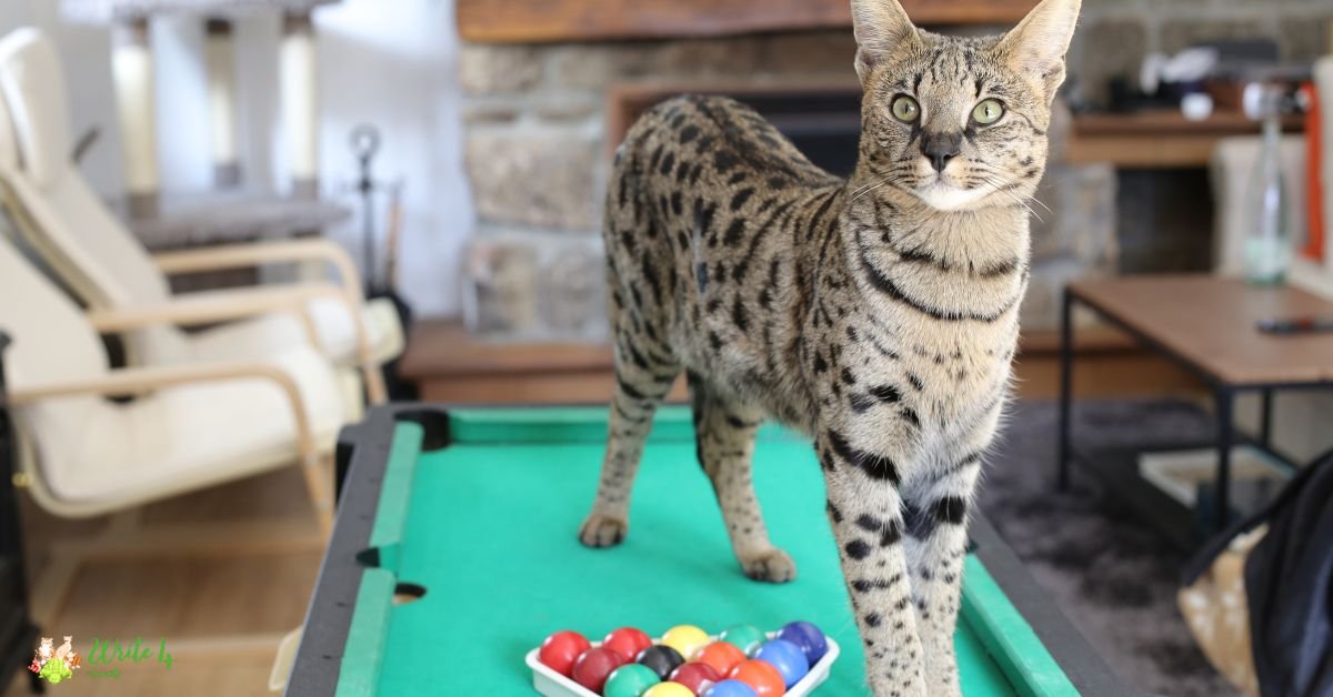 Savannah- Fastest Cat Breed In The World