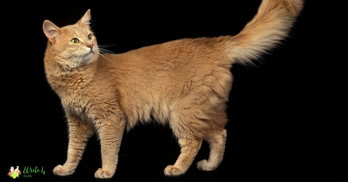 Somali- Fastest Cat Breed In The World