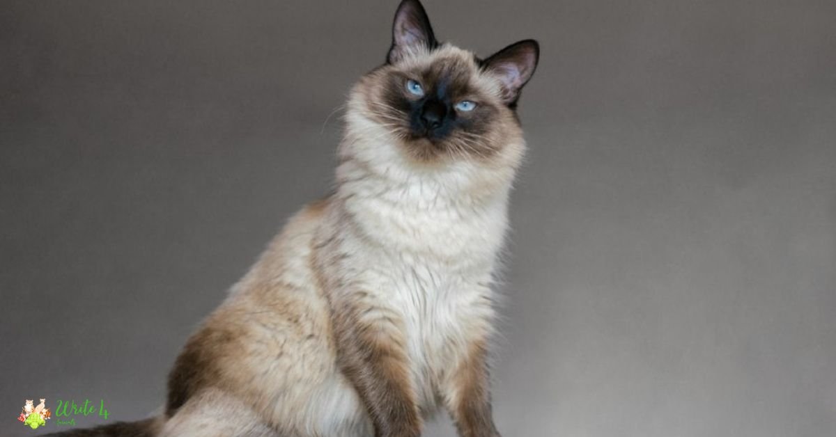 Balinese cat  - Fastest Cat Breed In The World