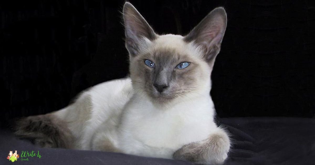 Javanese cat - Fastest Cat Breed In The World