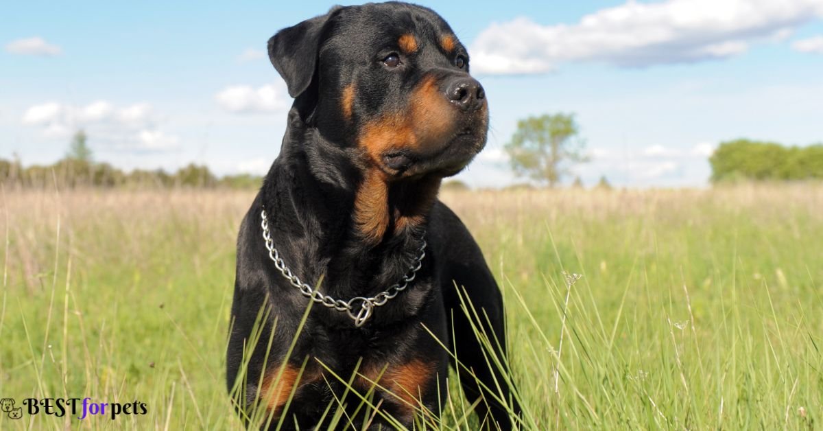 Rottweiler- Guard Dog Breed For Home Security