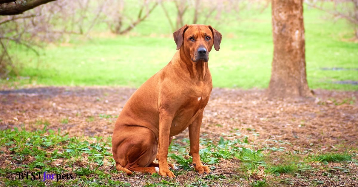 Rhodesian Ridgeback- Guard Dog Breed For Home Security