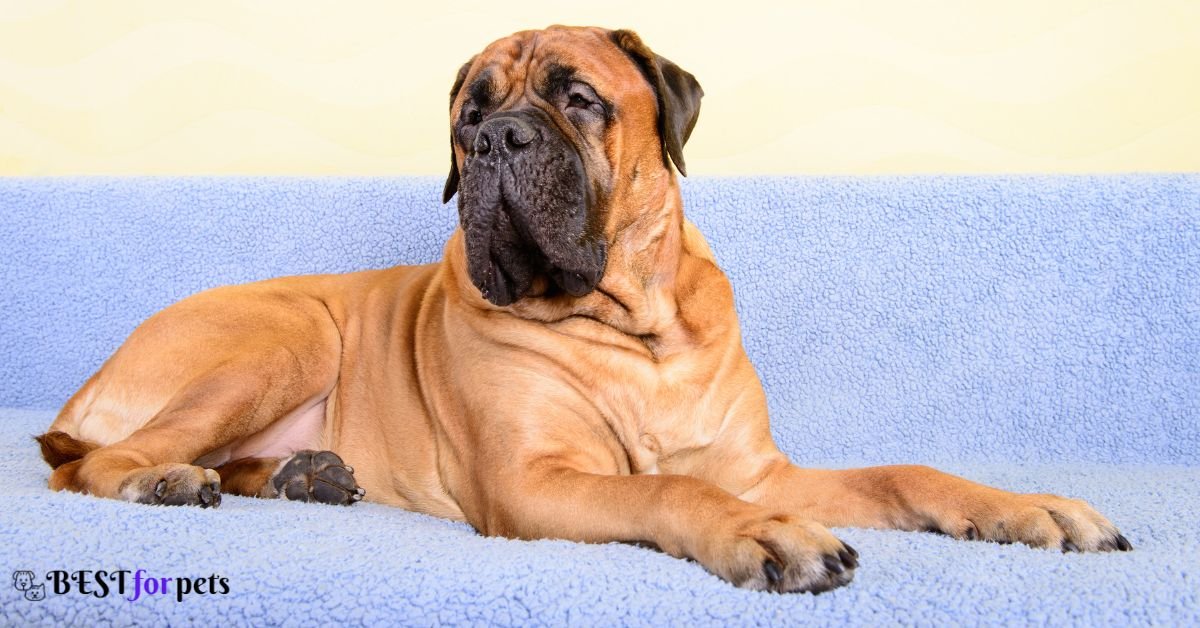 Bullmastiff - Guard Dog Breed For Home Security