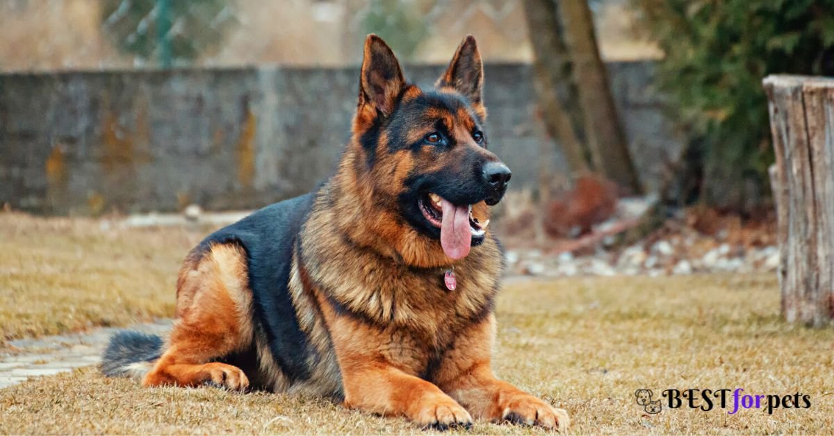 German Shepherd- Guard Dog Breed For Home Security