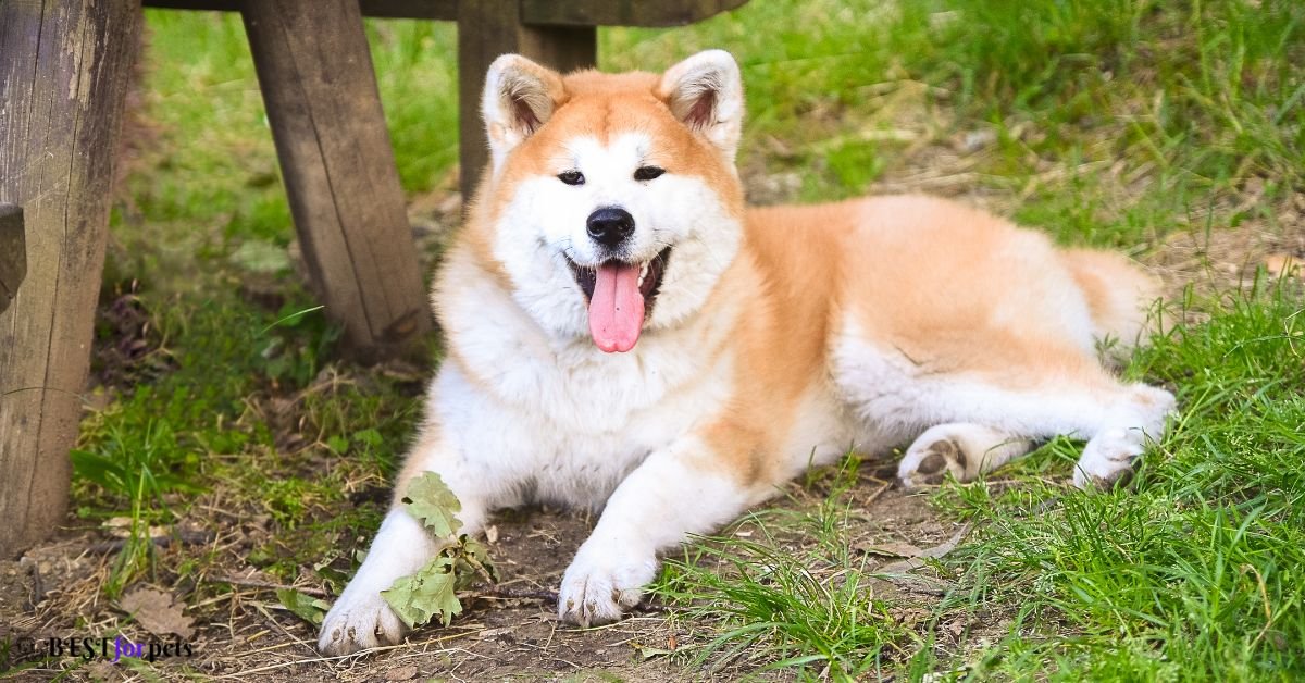 Akita- Guard Dog Breed For Home Security