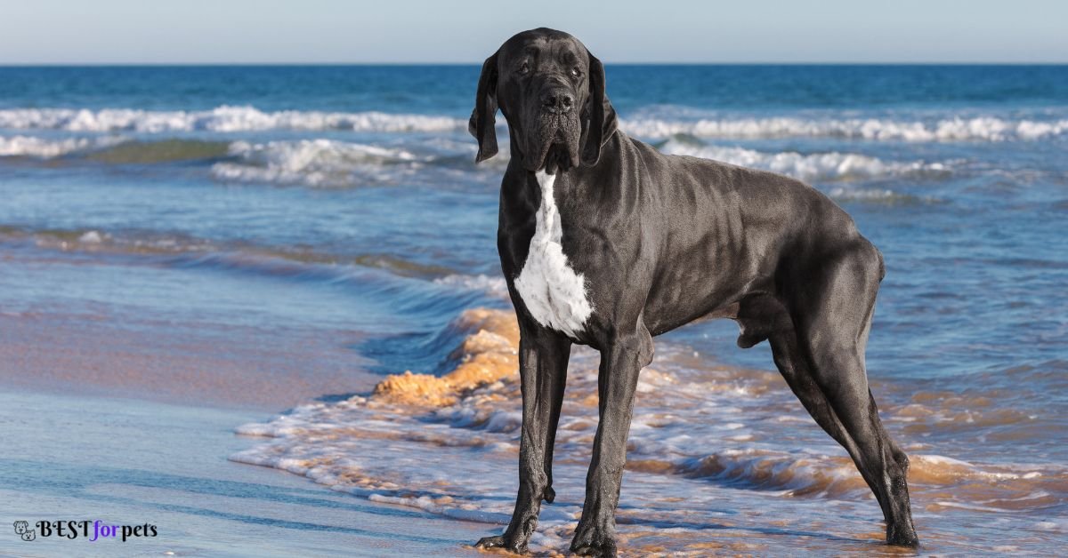 Great Dane - Guard Dog Breed For Home Security