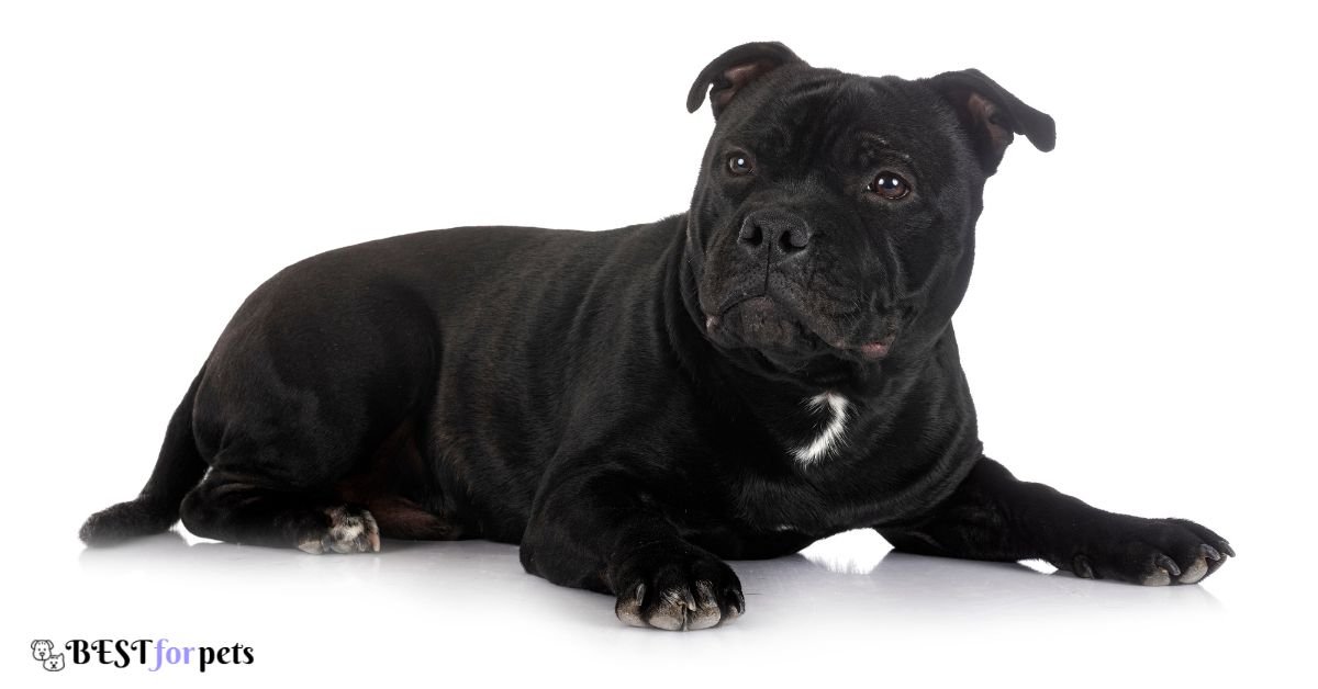 Staffordshire Bull Terrier- Guard Dog Breed For Home Security
