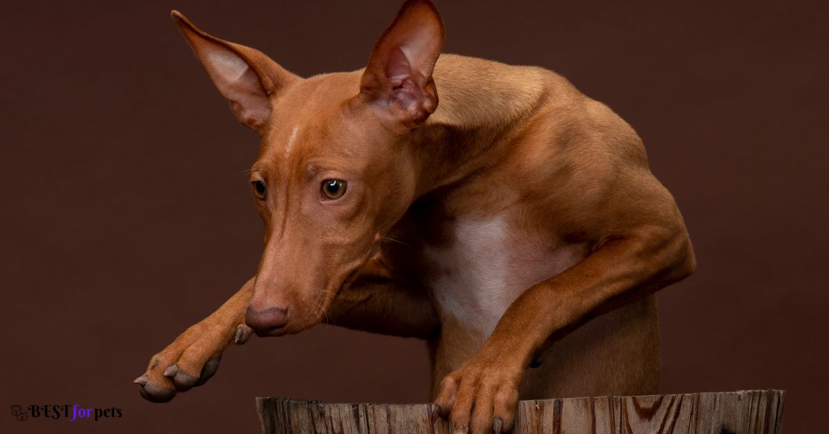 Cirneco dell’Etna- Italian Dog Breeds In The World