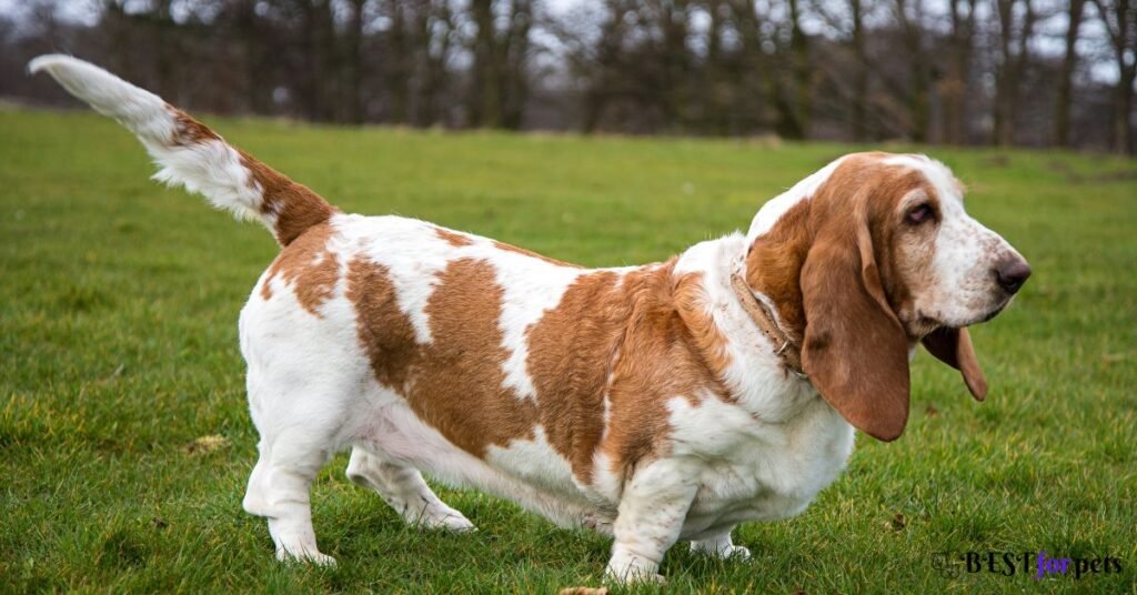 Basset Hound- Low-Maintenance Dog In The World