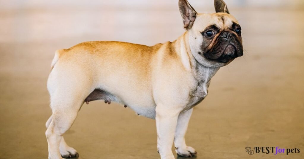 French Bulldog- Low-Maintenance Dog In The World