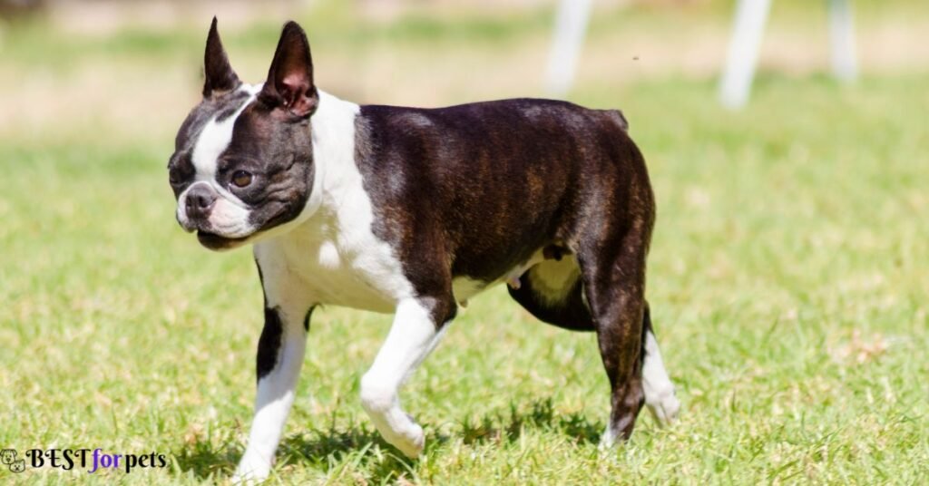 Boston Terrier- Low-Maintenance Dog In The World