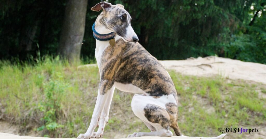 Greyhound - Low-Maintenance Dog In The World