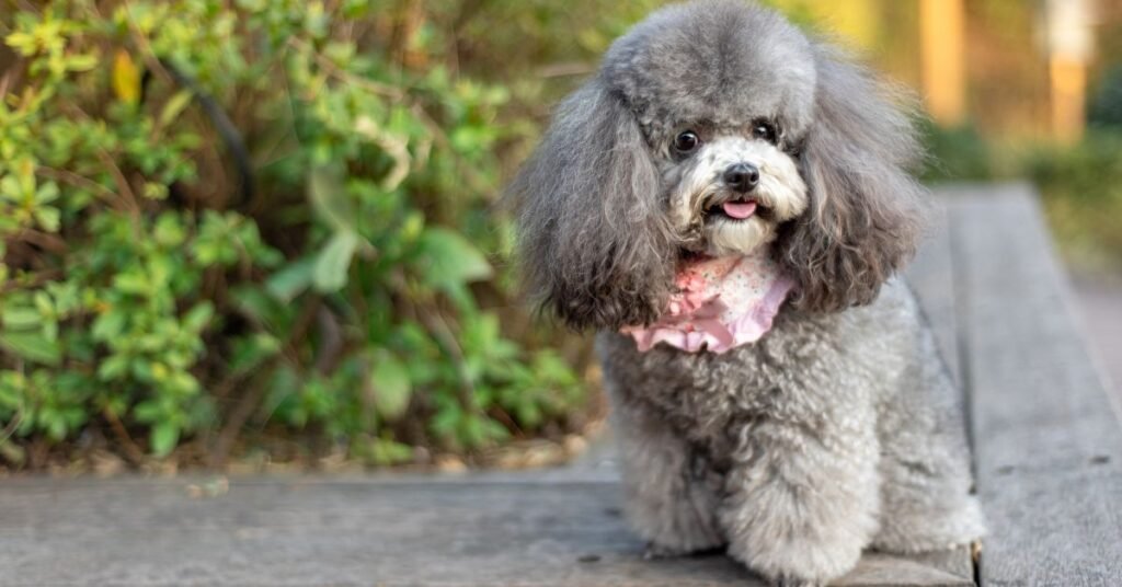 Poodle- Low Shedding Dog Breed In The World