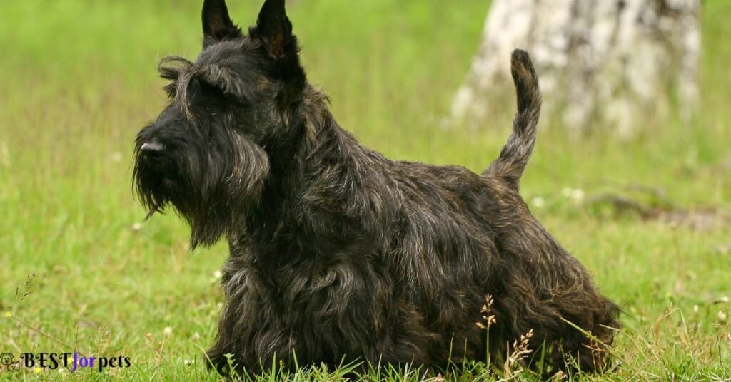 Scottish Terrier- Low Shedding Dog Breed In The World