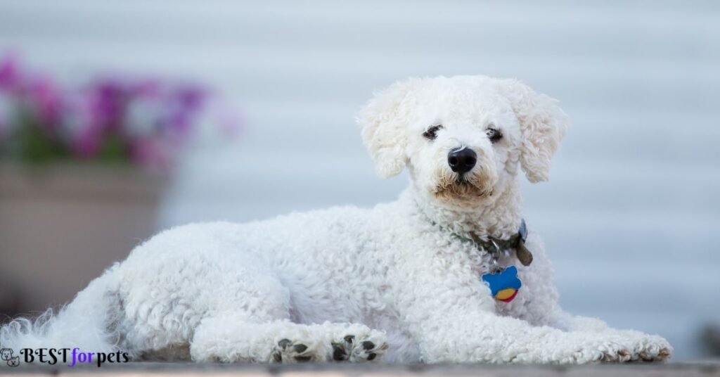Bichon Frise - Low Shedding Dog Breed In The World
