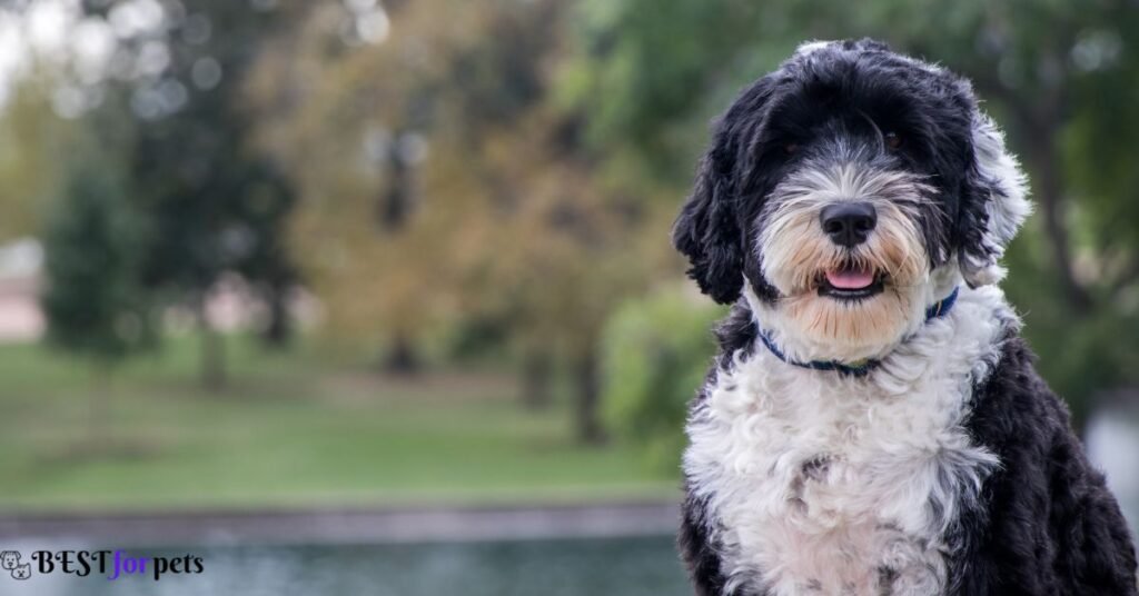 Portuguese Water Dog- Low Shedding Dog Breed In The World