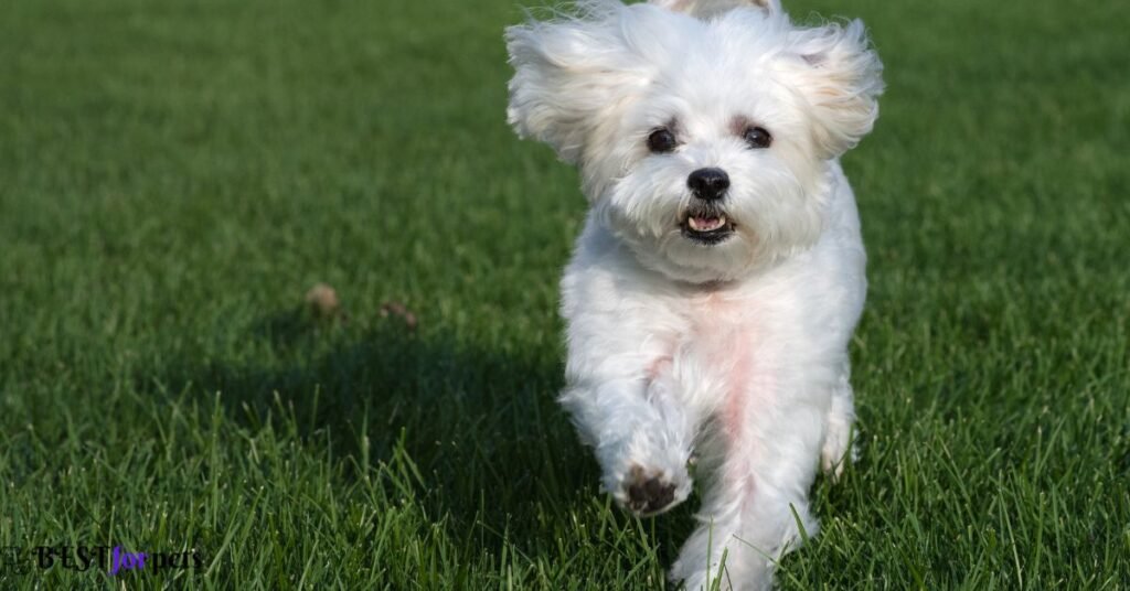 Maltese- Low Shedding Dog Breed In The World