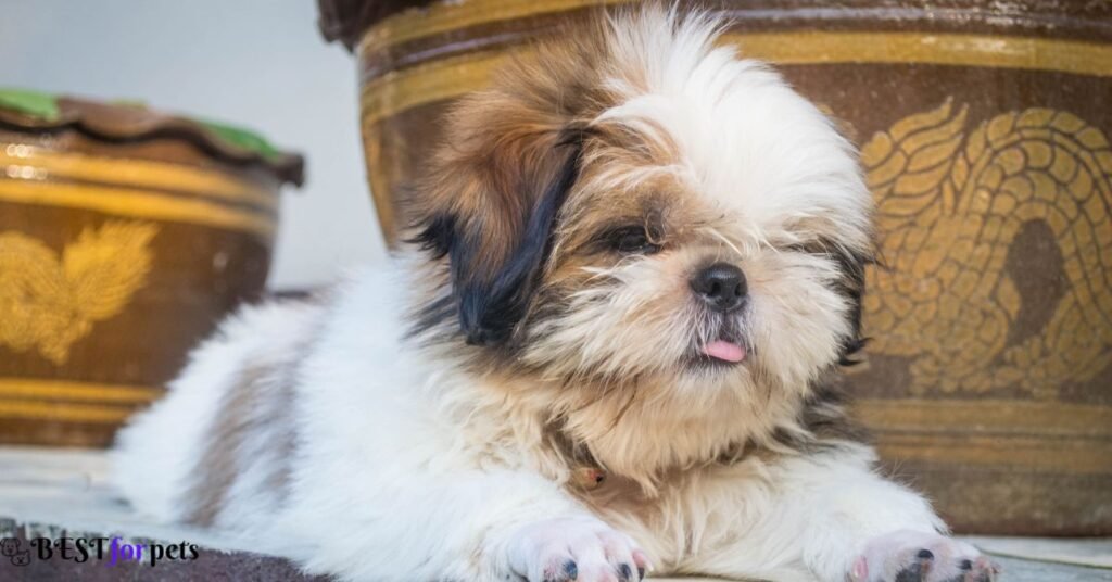 Shih Tzu- Low Shedding Dog Breed In The World