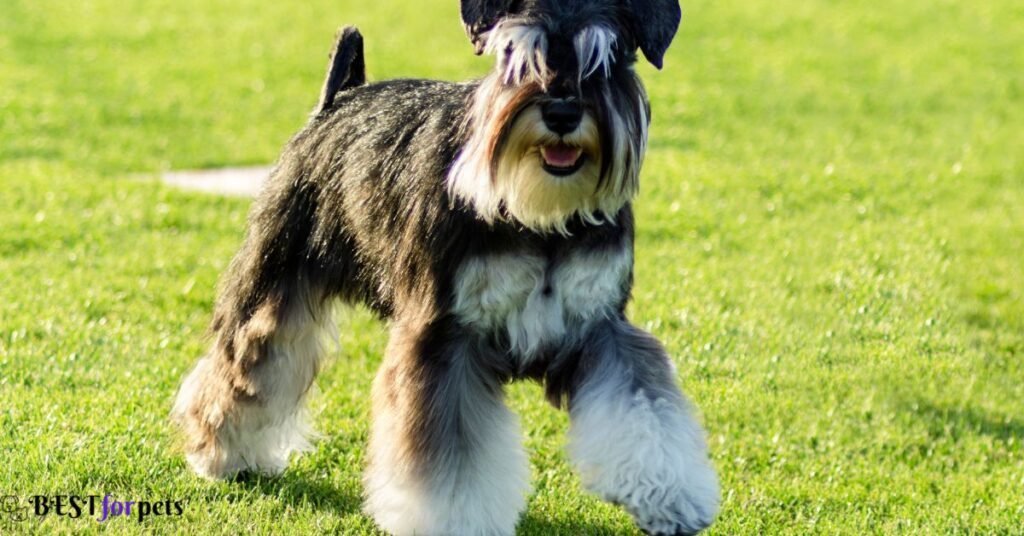 Schnauzer (Miniature)- Low Shedding Dog Breed In The World