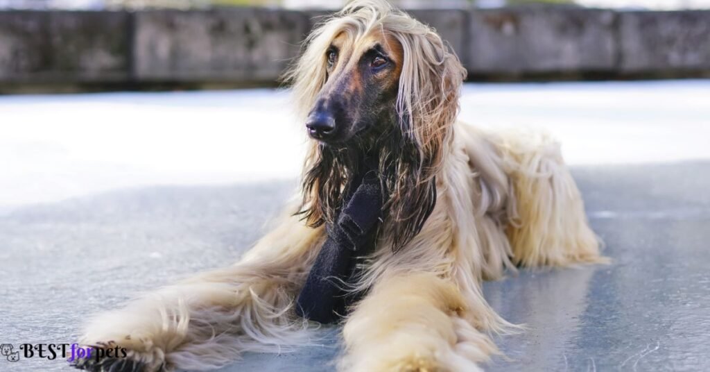 Afghan Hound - Low Shedding Dog Breed In The World