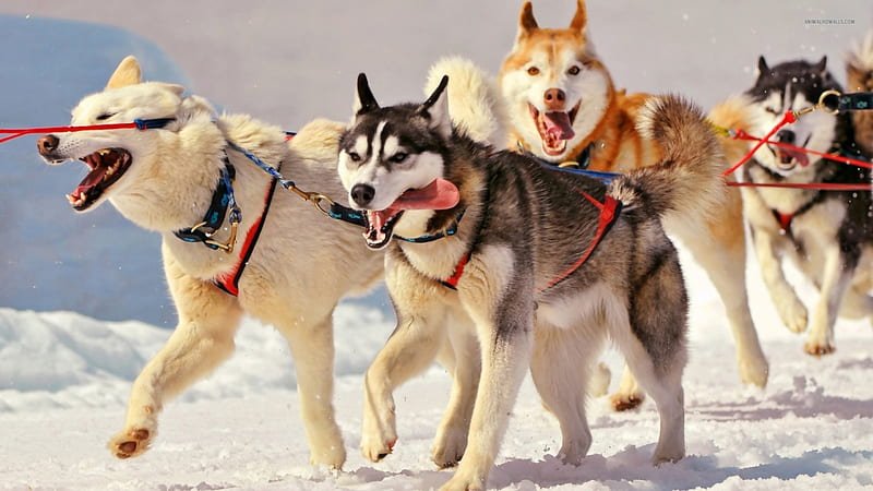 Most Active Dog Breeds In The World