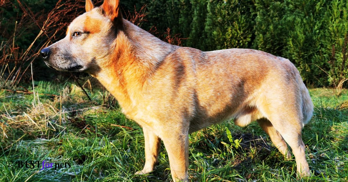 Australian Cattle Dog- Most Active Dog Breed In The World