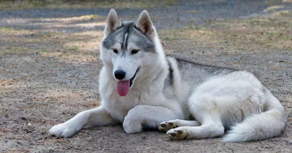 Siberian Husky- Most Active Dog Breed In The World