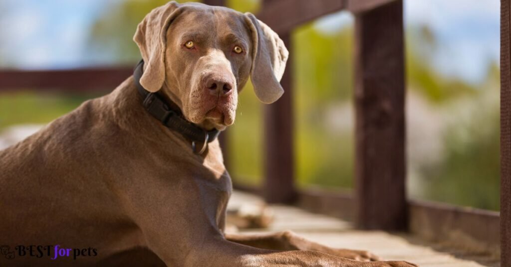 Weimaraner- Most Active Dog Breed In The World