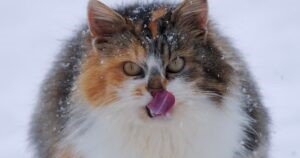 The Norwegian Forest Cat - Most Expensive Cat Breed