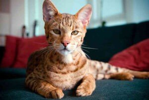 Ashera Cat- Most Expensive Cat Breed