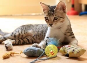 The Egyptian Mau - Most Expensive Cat Breed