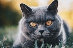 British Shorthair - Most Expensive Cat Breed