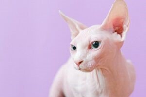 The Sphynx Cat- Most Expensive Cat Breed