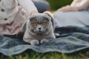 Russian Blue - Most Expensive Cat Breed