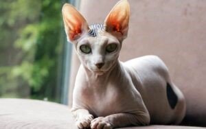 Peterbald- Most Expensive Cat Breed