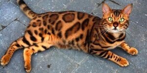 The Bengal Cat - Most Expensive Cat Breed