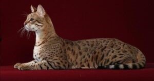 Allerca Hypoallergenic Cat  - Most Expensive Cat Breed
