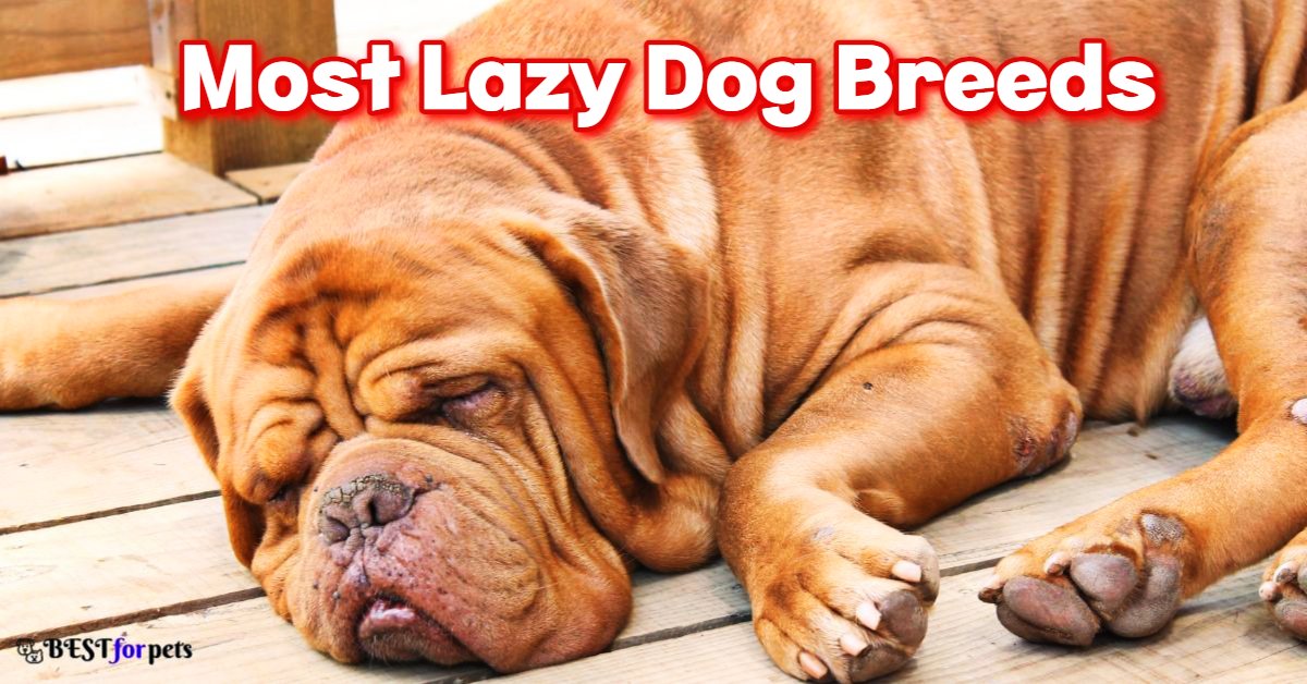 Most Lazy Dog Breeds In The World