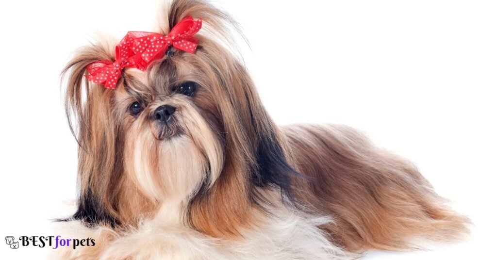 Shih Tzu- Smallest Dog Breed In The World