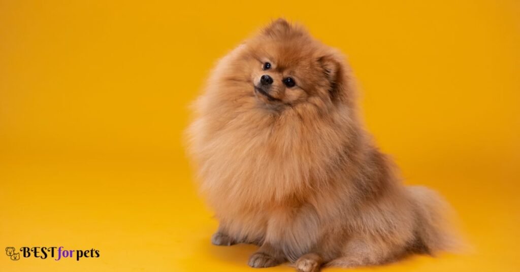 Pomeranian - Smallest Dog Breed In The World
