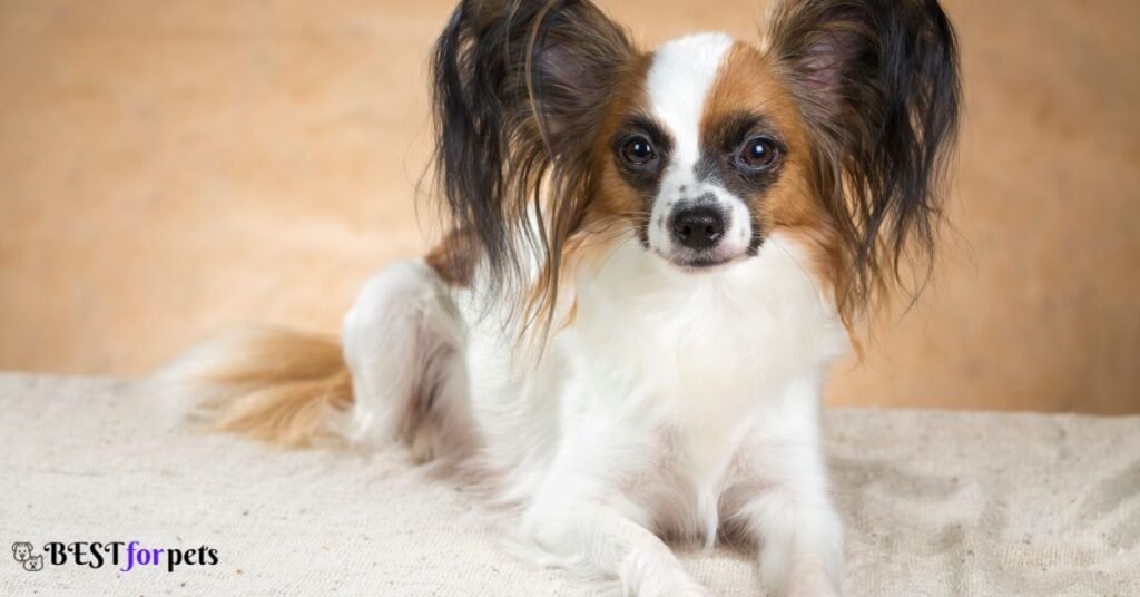 Papillon- Smallest Dog Breed In The World