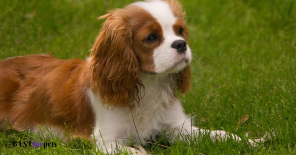 Cavalier King Charles Spaniel- Smallest Dog Breed In The World