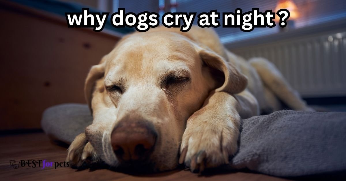 Why Dogs Cry At Night?