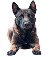 Belgian Malinois Puppies For Sale In India