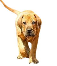 Boerboel Puppies For Sale In India