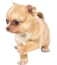 Chihuahua Puppies For Sale In India
