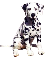 Dalmatian Puppies For Sale In India