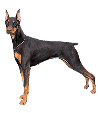 Doberman Puppies For Sale In India